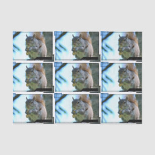 Papier Mousseline squirrel-13.jpg