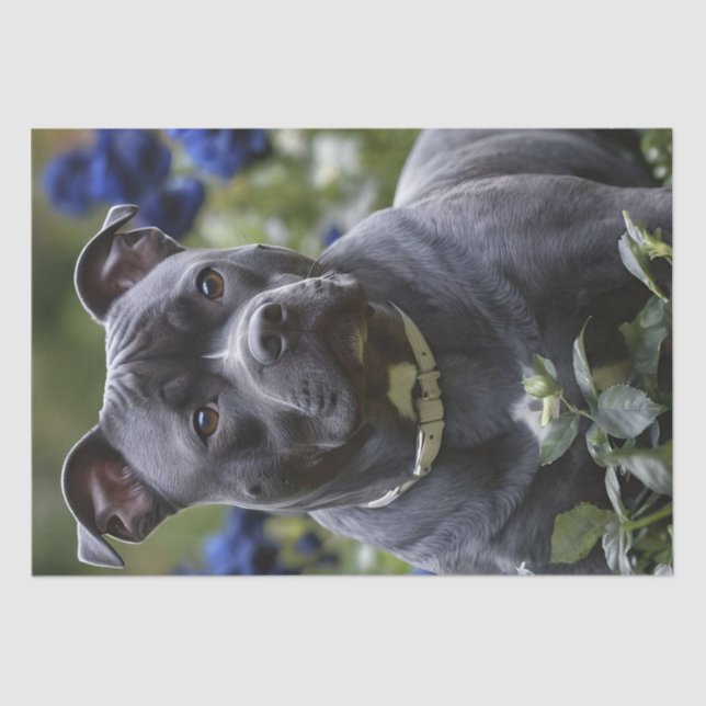 Papier Mousseline Staffordshire Bull Terrier Dans Blue Rose Garden, (Recto)