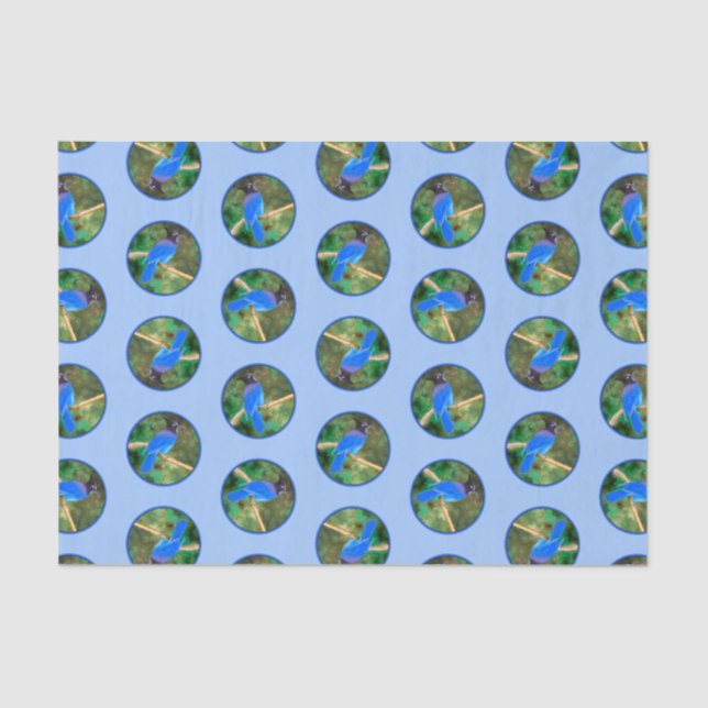 Papier Mousseline Steller's Jay Painting Original Wild Bird Art (Recto)