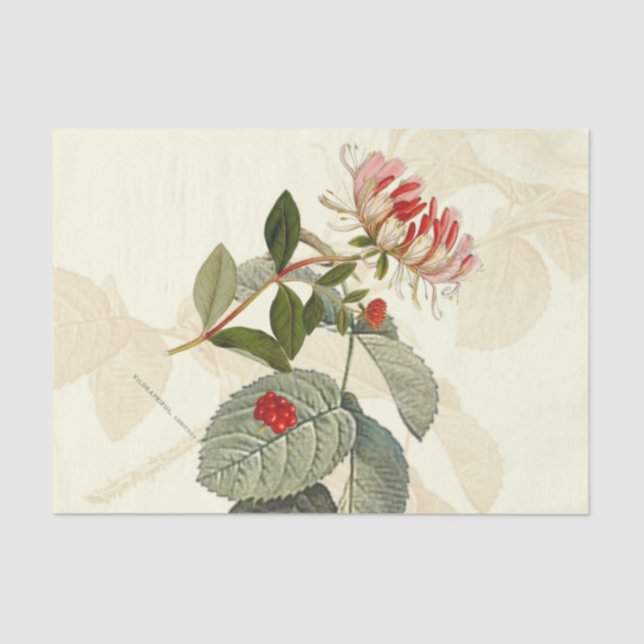 Papier Mousseline Succès vintage (Recto)