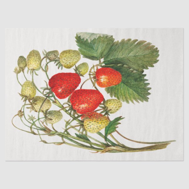 Papier Mousseline Succursale vintage de fraises (Recto)