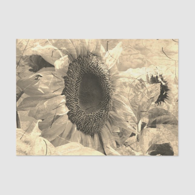 Papier Mousseline Sunflower Sepia Belle floraison Country (Recto)