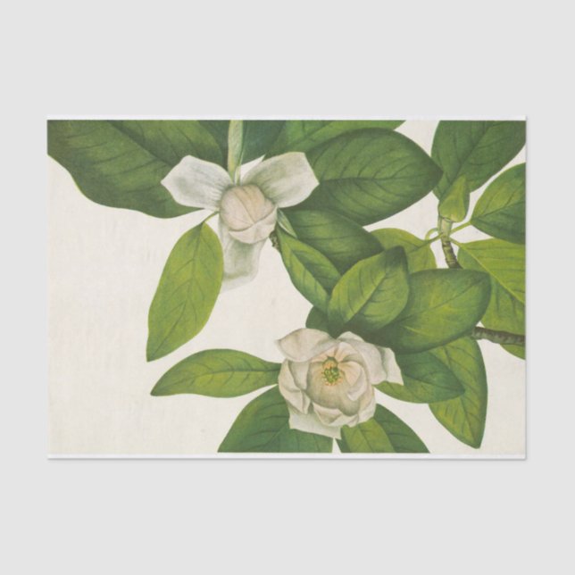 Papier Mousseline Sweetbay par Mary Vaux Walcott (Recto)