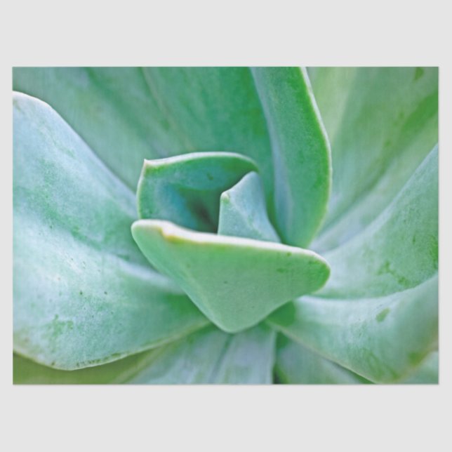Papier Mousseline Swirl Succulent (Recto)