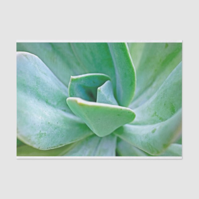 Papier Mousseline Swirl Succulent (Recto)