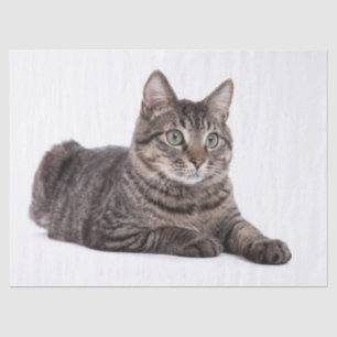 Papier Mousseline Tabby Gris