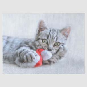 Papier Mousseline Tabby gris mou Chat avec Noël Casquette