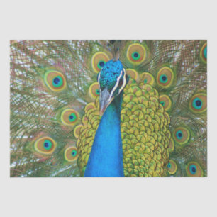 Papier Mousseline Tête de bleu de paon avec et plumes de queue
