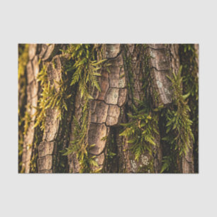 Papier Mousseline Texture de l'écorce d'arbre forestière moussue