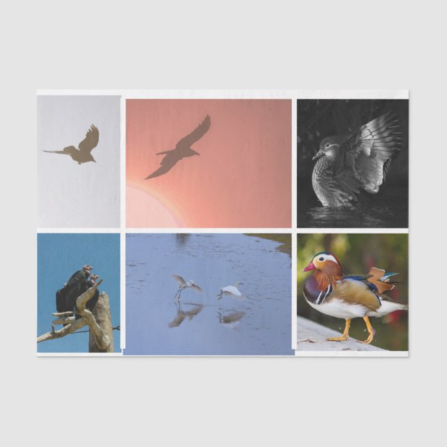 Papier Mousseline Thème Oiseau Corneille Canard Condor Aiguille Médi (Recto)