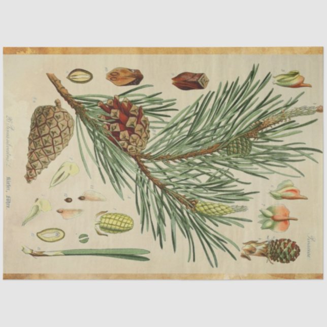 Papier Mousseline Tissu de découpage de pin de Noël (Recto)