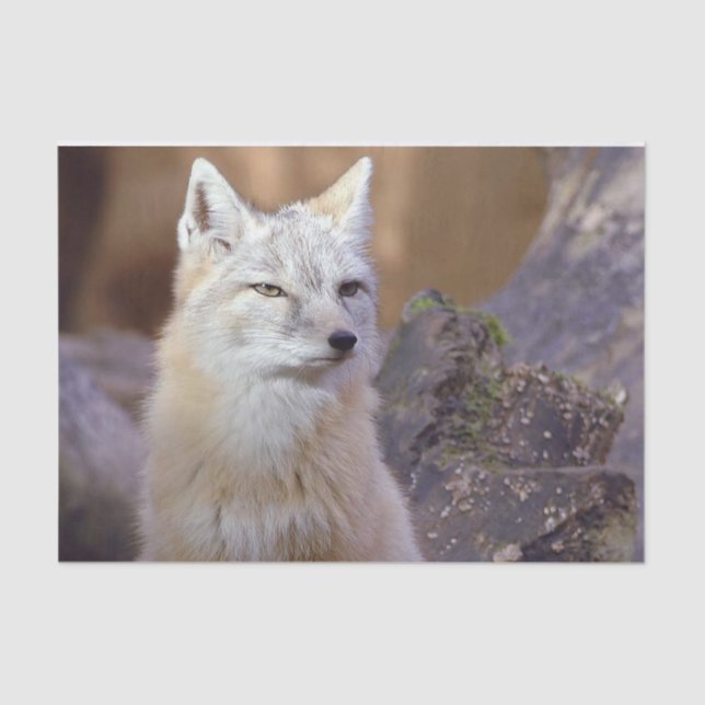 Papier Mousseline Tissu papier Corsac Fox (Recto)