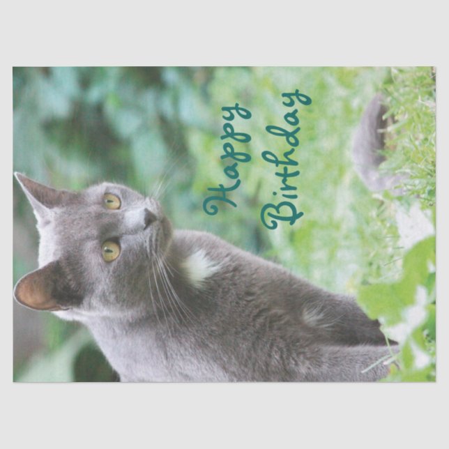 Papier Mousseline Tissue de chat (Recto)