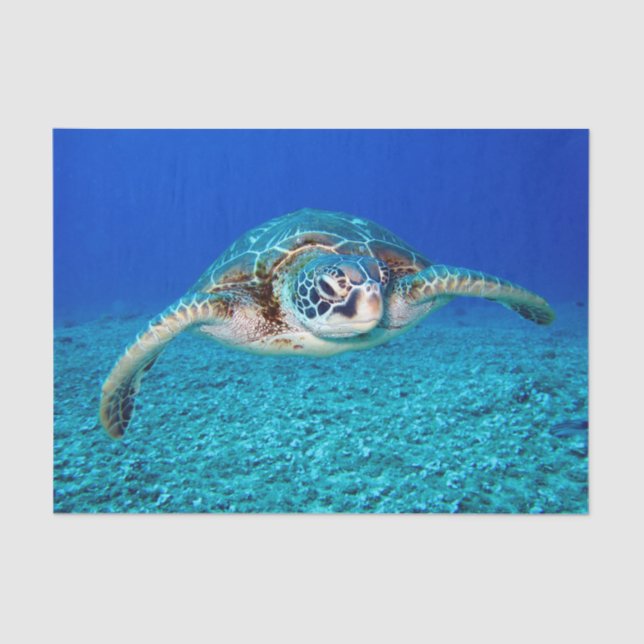 Papier Mousseline Tortue de mer de natation (Recto)
