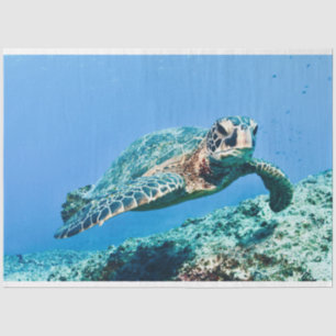 Papier Mousseline Tortue de mer verte