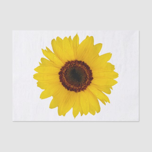 Papier Mousseline Tournesol (Recto)