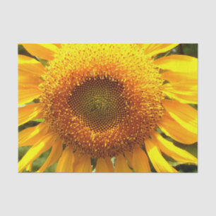 Papier Mousseline Tournesol de mammouth jaune géant