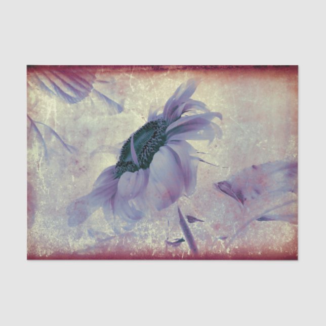 Papier Mousseline Tournesol violet Sepia Texture d'Antiquité Vintage (Recto)