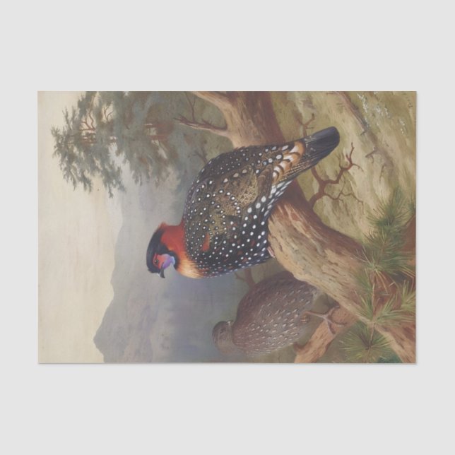 Papier Mousseline Tragopan occidental, Illustrations d'oiseaux (Recto)