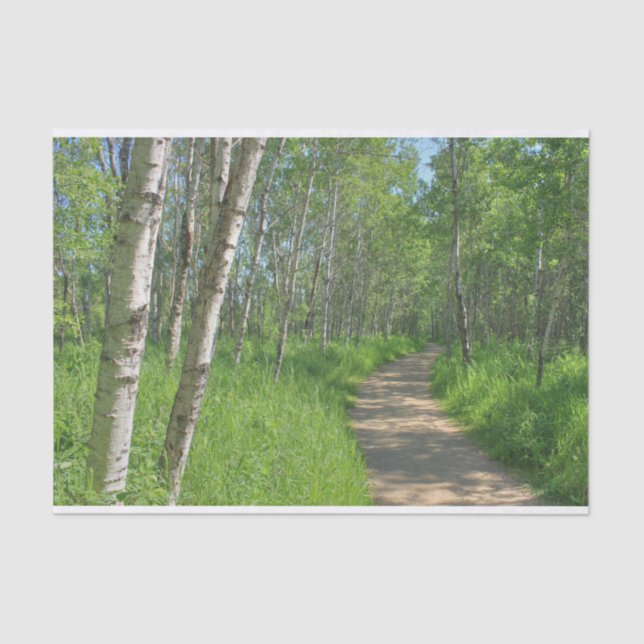 Papier Mousseline Trail Trough Aspens (Recto)