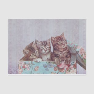 Papier Mousseline Trio vintage de chatons mignons en boîte