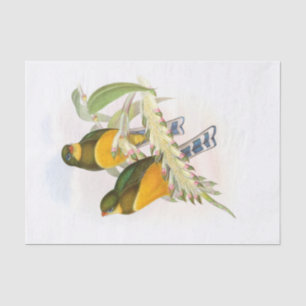 Papier Mousseline Trogon de Macklot, déroupage