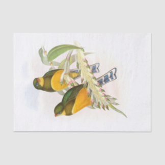 Papier Mousseline Trogon de Macklot, déroupage