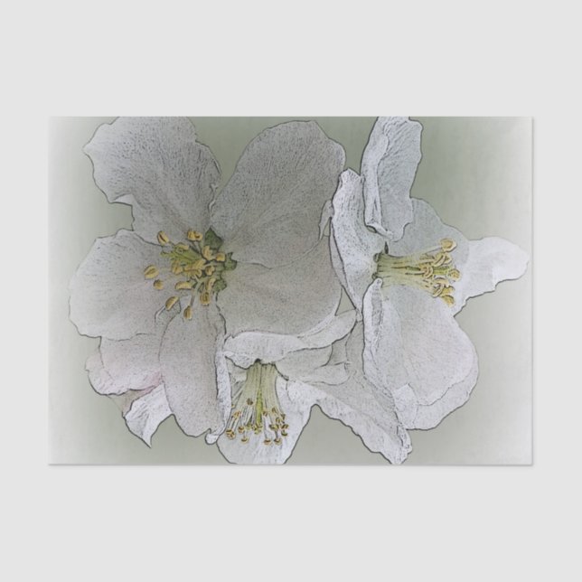 Papier Mousseline trois fleurs blanches (Recto)