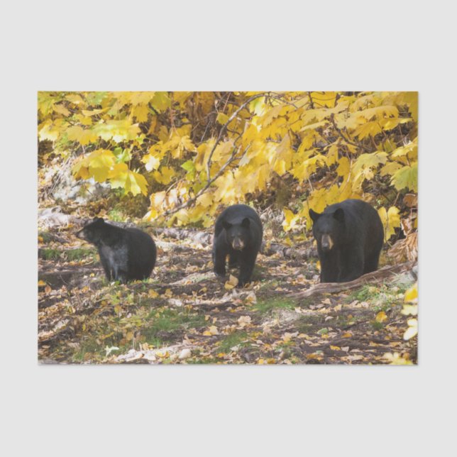 Papier Mousseline Trois ours (Recto)