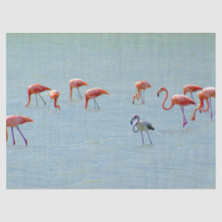 Papier Mousseline Troupeau gris et rose de flamants dans le lac
