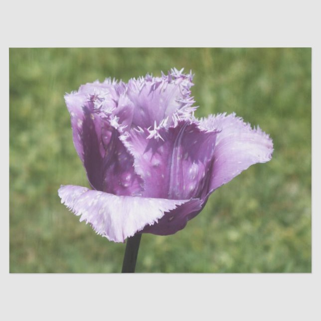Papier Mousseline Tulipe à franges pourpres (Recto)