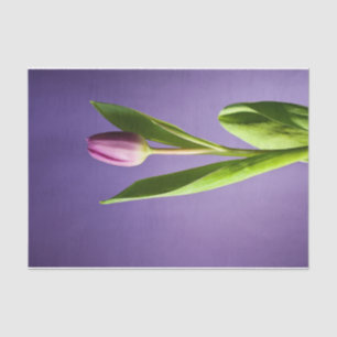 Papier Mousseline Tulipe pourpre