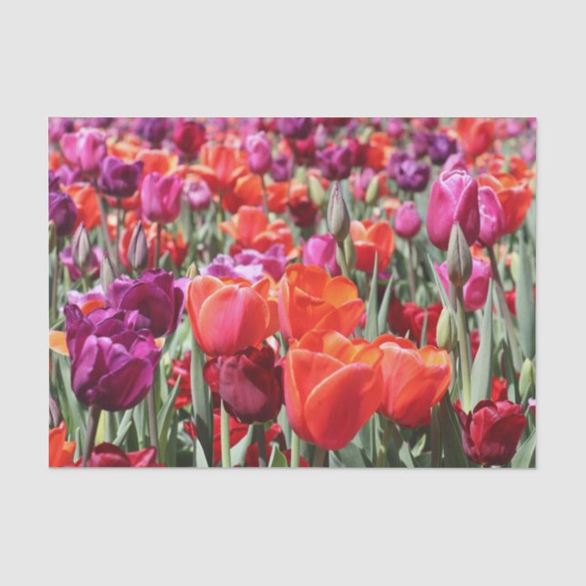 Papier Mousseline Tulipes chaudes tombées (Recto)