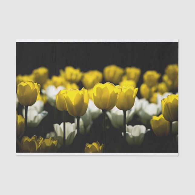 Papier Mousseline Tulipes Jaune Et Blanc (Recto)