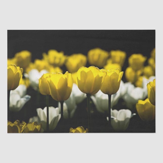 Papier Mousseline Tulipes Jaune Et Blanc (Recto)