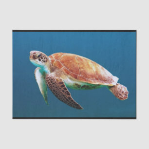 Papier Mousseline Turtle Blue Water Photo