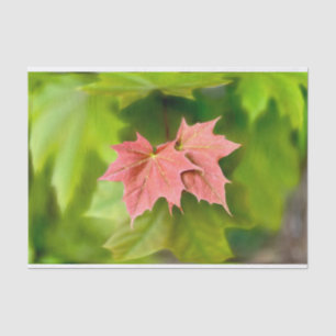 Papier Mousseline Two maple leaves