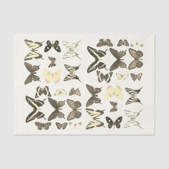 Papier Mousseline Types de papillons Collection Sepia Beige (Recto)