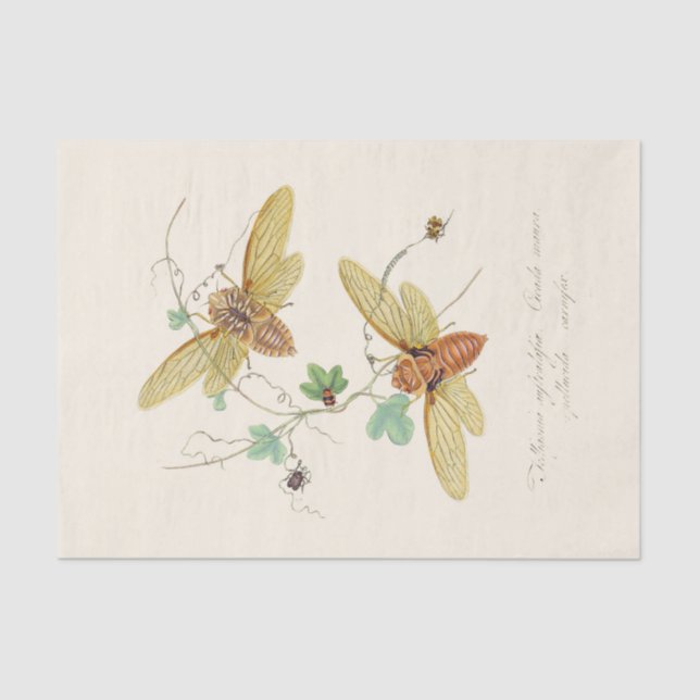 Papier Mousseline Un exemple de l'histoire naturelle des insectes (Recto)