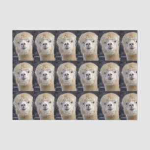 Papier Mousseline Un joli visage moelleux d'un alpaga