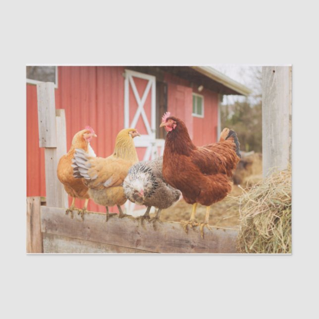 Papier Mousseline Un portrait chaotique du poulet Partie 2 (Recto)