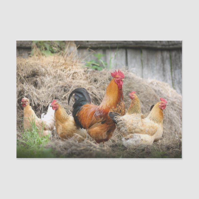 Papier Mousseline Un portrait chaotique du poulet Partie 3 (Recto)