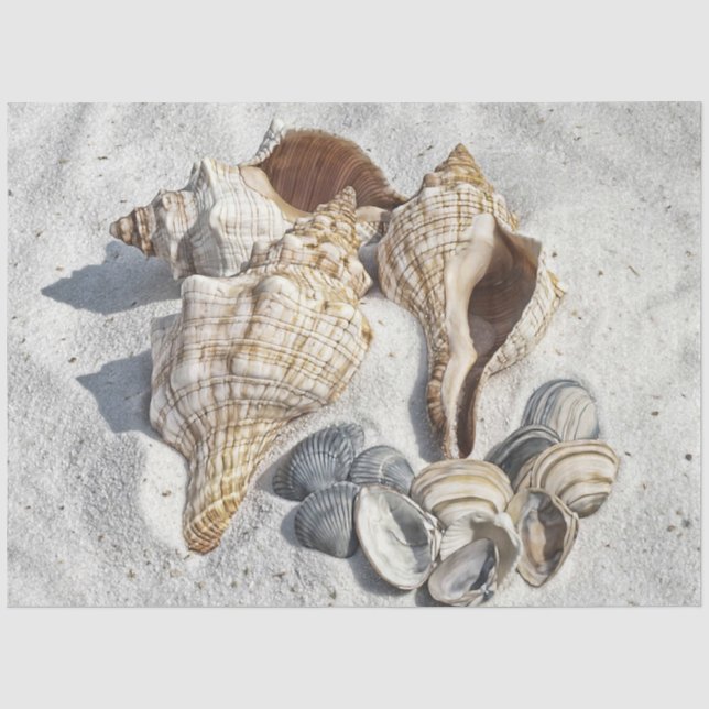 Papier Mousseline Une collection de coquillages sur le sable (Recto)