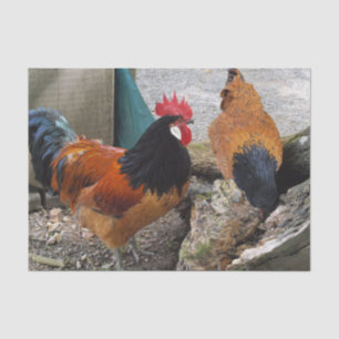 Papier Mousseline Une consommation de paires, de coq et de poule de
