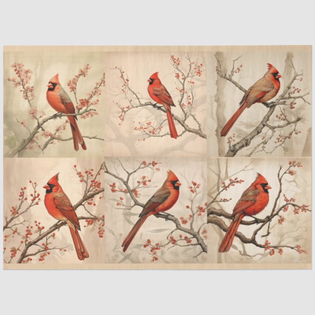 Papier Mousseline Une série de dessins de Cardinal Rouge 2 (Recto)