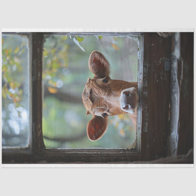 Papier Mousseline Une vache curieuse regardant à travers une fenêtre (Recto)