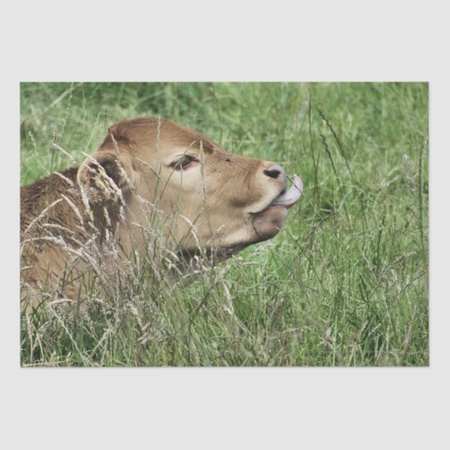 PAPIER MOUSSELINE VACHE (Recto)