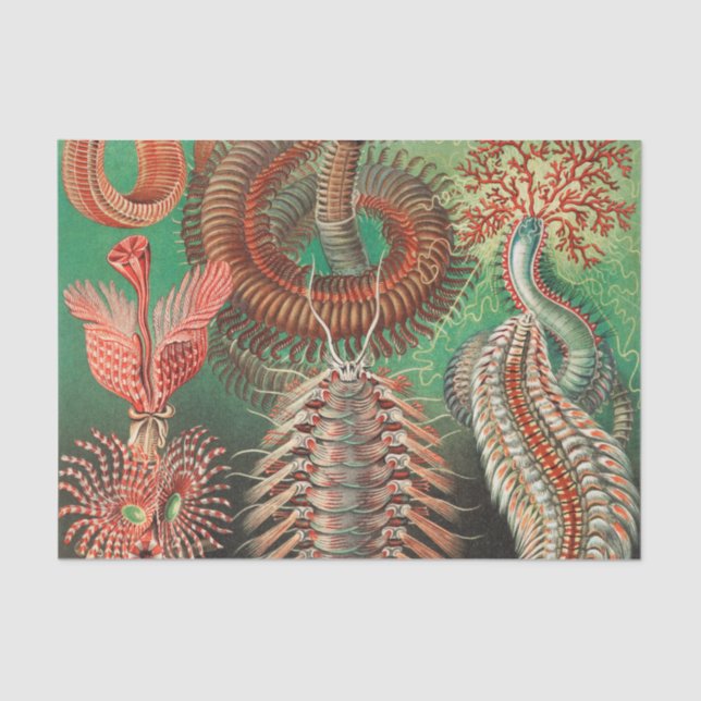 Papier Mousseline Vers, Annelids Chaetopoda par Ernst Haeckel (Recto)