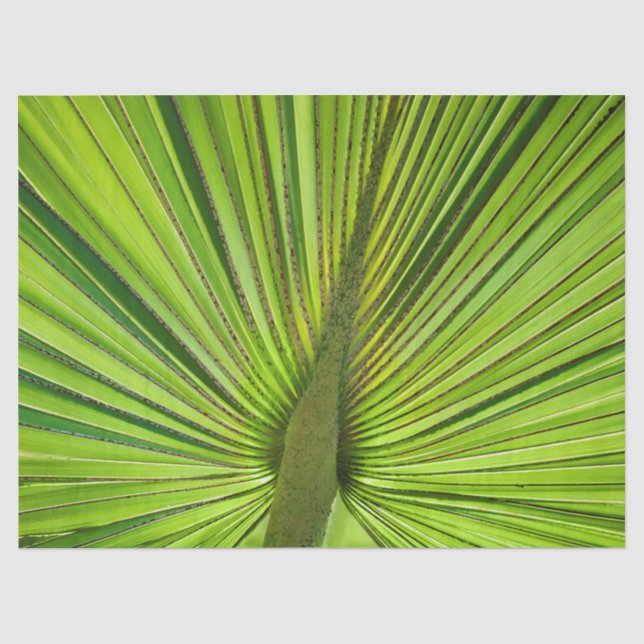 Papier Mousseline Vert tropical (Recto)