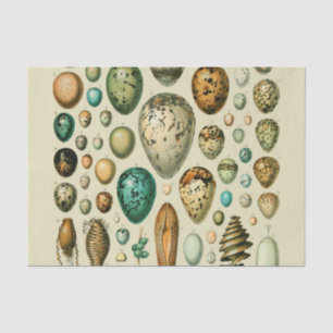 Papier Mousseline Vintage Bird Eggs French Fish Egg